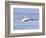 USA, Alaska, Freshwater Bay. Humpback whales bubble net feeding.-Don Paulson-Framed Photographic Print