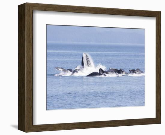 USA, Alaska, Freshwater Bay. Humpback whales bubble net feeding.-Don Paulson-Framed Photographic Print