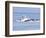 USA, Alaska, Freshwater Bay. Humpback whales bubble net feeding.-Don Paulson-Framed Photographic Print