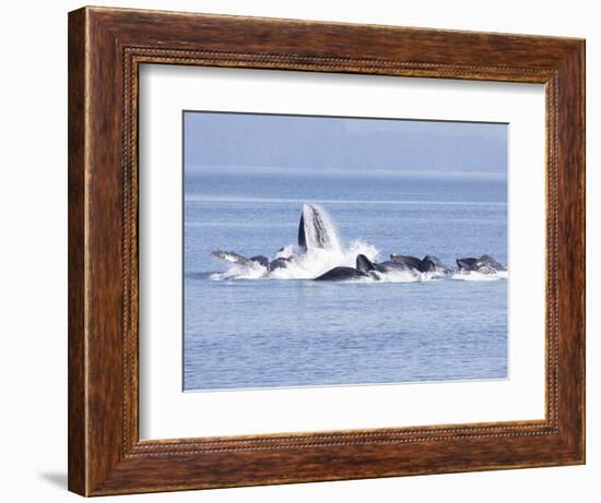 USA, Alaska, Freshwater Bay. Humpback whales bubble net feeding.-Don Paulson-Framed Photographic Print