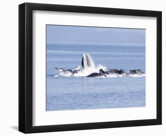 USA, Alaska, Freshwater Bay. Humpback whales bubble net feeding.-Don Paulson-Framed Photographic Print