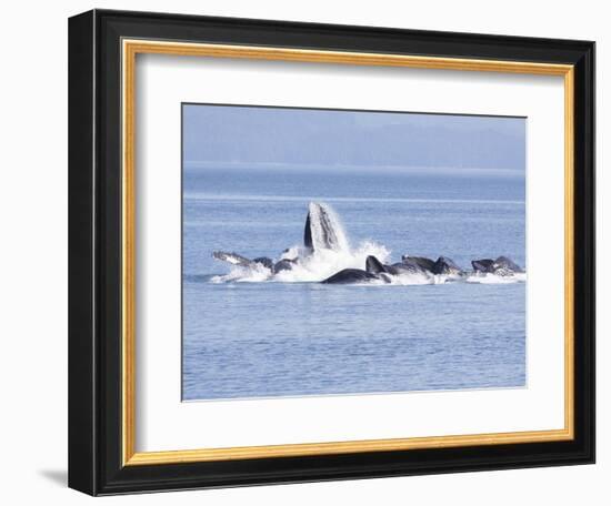 USA, Alaska, Freshwater Bay. Humpback whales bubble net feeding.-Don Paulson-Framed Photographic Print