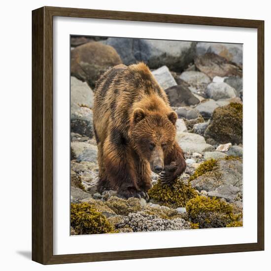 USA, Alaska, Glacier Bay National Park. Brown Bear on Beach-Jaynes Gallery-Framed Photographic Print