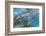 USA, Alaska, Glacier Bay National Park. Strands of kelp in clear water-Don Paulson-Framed Photographic Print