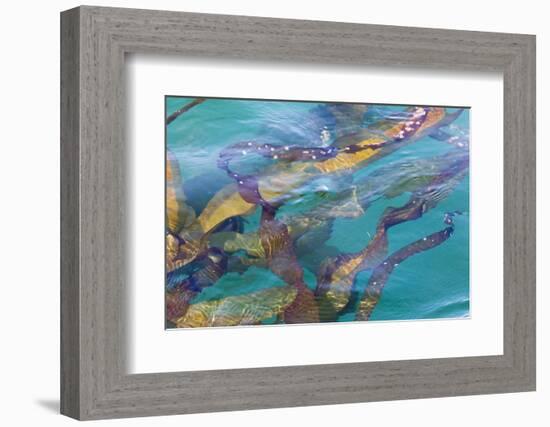 USA, Alaska, Glacier Bay National Park. Strands of kelp in clear water-Don Paulson-Framed Photographic Print