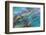 USA, Alaska, Glacier Bay National Park. Strands of kelp in clear water-Don Paulson-Framed Photographic Print