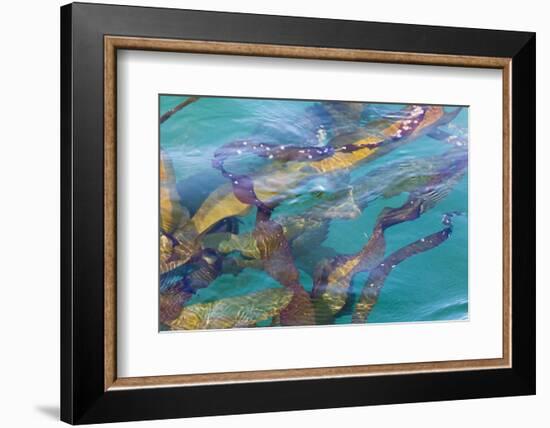 USA, Alaska, Glacier Bay National Park. Strands of kelp in clear water-Don Paulson-Framed Photographic Print