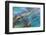 USA, Alaska, Glacier Bay National Park. Strands of kelp in clear water-Don Paulson-Framed Photographic Print