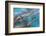 USA, Alaska, Glacier Bay National Park. Strands of kelp in clear water-Don Paulson-Framed Photographic Print