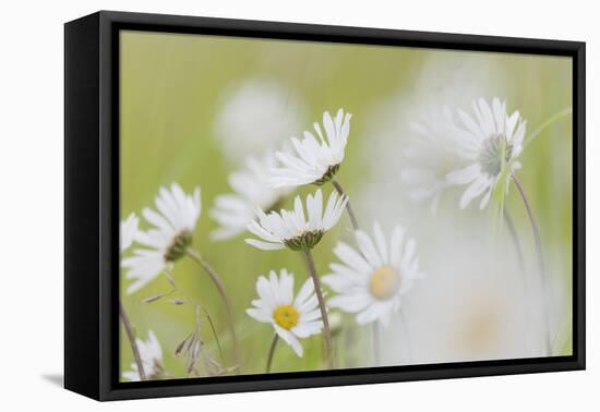 USA, Alaska, Glacier Bay NP.   of Arctic daisies in Dundas Bay.-Don Paulson-Framed Premier Image Canvas