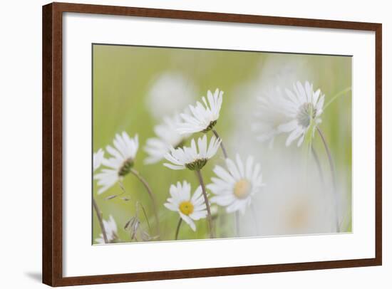 USA, Alaska, Glacier Bay NP.   of Arctic daisies in Dundas Bay.-Don Paulson-Framed Photographic Print