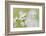 USA, Alaska, Glacier Bay NP.   of Arctic daisies in Dundas Bay.-Don Paulson-Framed Photographic Print