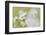 USA, Alaska, Glacier Bay NP.   of Arctic daisies in Dundas Bay.-Don Paulson-Framed Photographic Print