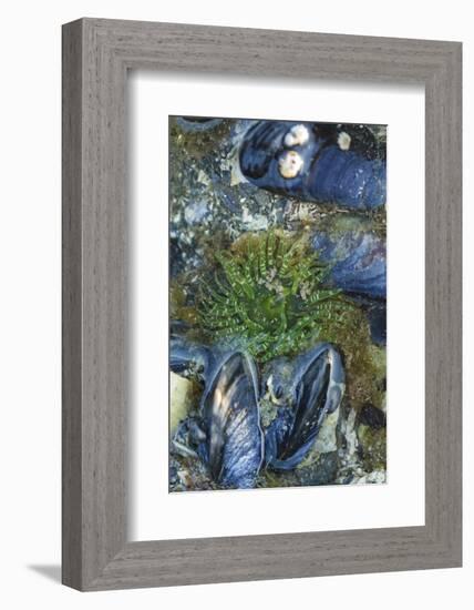 USA, Alaska. Green moon glow anemone and blue mussels in a tide pool.-Margaret Gaines-Framed Photographic Print