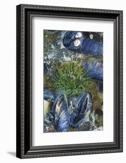 USA, Alaska. Green moon glow anemone and blue mussels in a tide pool.-Margaret Gaines-Framed Photographic Print