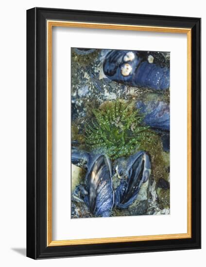 USA, Alaska. Green moon glow anemone and blue mussels in a tide pool.-Margaret Gaines-Framed Photographic Print