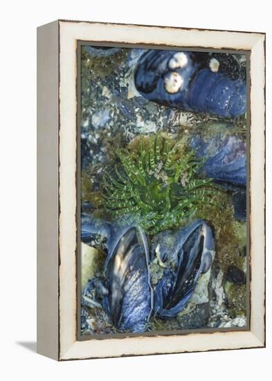USA, Alaska. Green moon glow anemone and blue mussels in a tide pool.-Margaret Gaines-Framed Premier Image Canvas