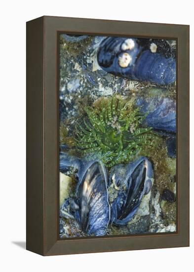 USA, Alaska. Green moon glow anemone and blue mussels in a tide pool.-Margaret Gaines-Framed Premier Image Canvas