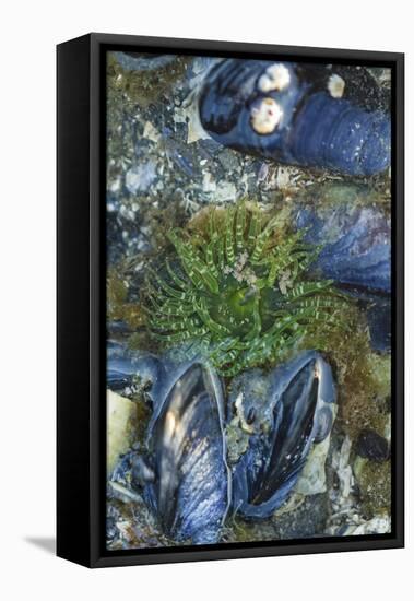 USA, Alaska. Green moon glow anemone and blue mussels in a tide pool.-Margaret Gaines-Framed Premier Image Canvas