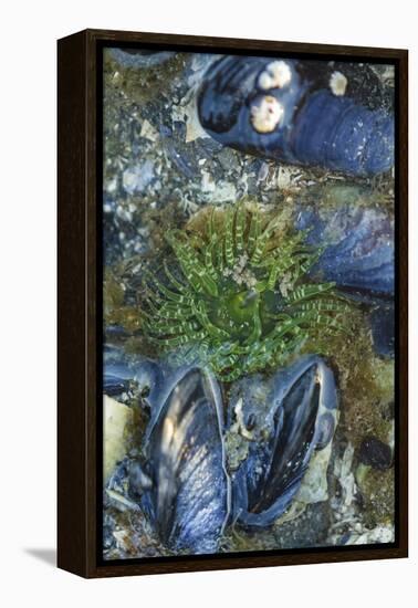 USA, Alaska. Green moon glow anemone and blue mussels in a tide pool.-Margaret Gaines-Framed Premier Image Canvas