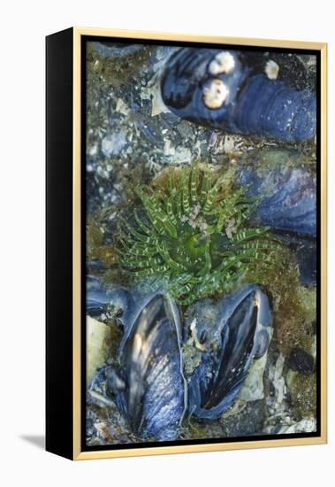 USA, Alaska. Green moon glow anemone and blue mussels in a tide pool.-Margaret Gaines-Framed Premier Image Canvas