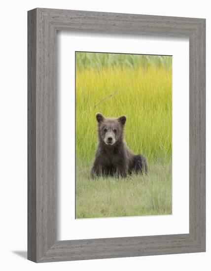 USA, Alaska. Grizzly bear cub sits in a meadow in Lake Clark National Park.-Brenda Tharp-Framed Photographic Print