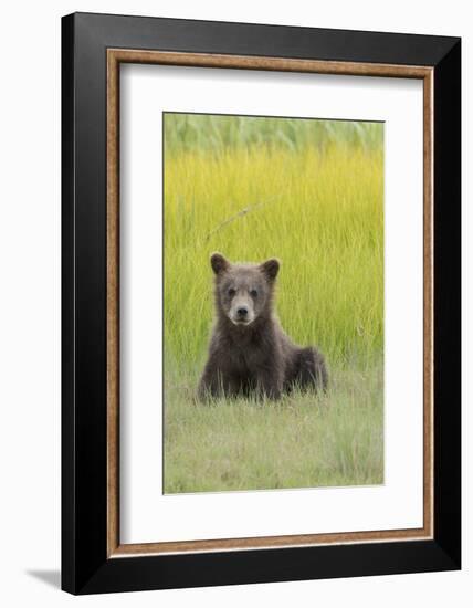 USA, Alaska. Grizzly bear cub sits in a meadow in Lake Clark National Park.-Brenda Tharp-Framed Photographic Print