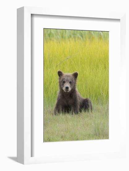 USA, Alaska. Grizzly bear cub sits in a meadow in Lake Clark National Park.-Brenda Tharp-Framed Photographic Print