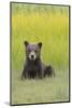 USA, Alaska. Grizzly bear cub sits in a meadow in Lake Clark National Park.-Brenda Tharp-Mounted Photographic Print