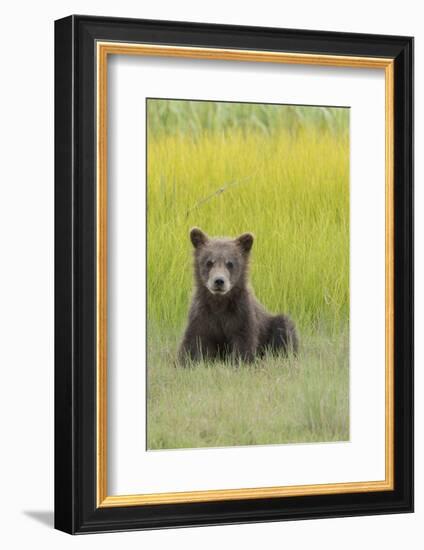 USA, Alaska. Grizzly bear cub sits in a meadow in Lake Clark National Park.-Brenda Tharp-Framed Photographic Print