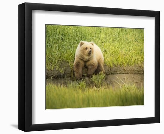 USA, Alaska, Grizzly Bear Cub-George Theodore-Framed Photographic Print