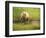 USA, Alaska, Grizzly Bear Cub-George Theodore-Framed Photographic Print