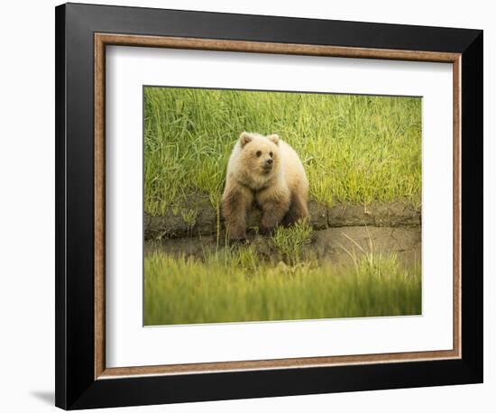 USA, Alaska, Grizzly Bear Cub-George Theodore-Framed Photographic Print