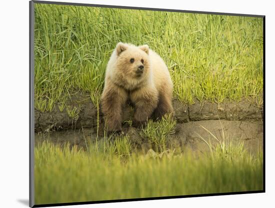 USA, Alaska, Grizzly Bear Cub-George Theodore-Mounted Photographic Print