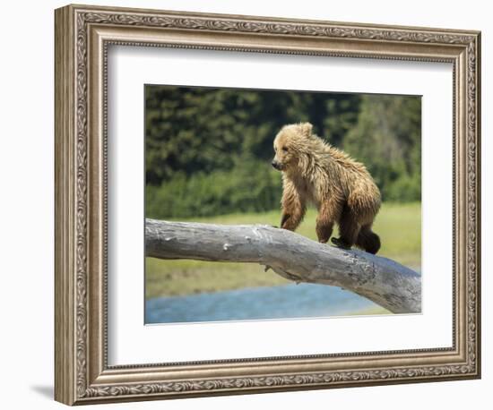 USA, Alaska, Grizzly Bear Cub-George Theodore-Framed Photographic Print