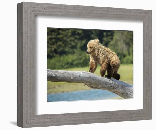 USA, Alaska, Grizzly Bear Cub-George Theodore-Framed Photographic Print