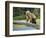 USA, Alaska, Grizzly Bear Cub-George Theodore-Framed Photographic Print