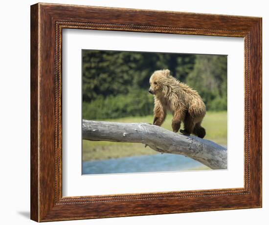 USA, Alaska, Grizzly Bear Cub-George Theodore-Framed Photographic Print