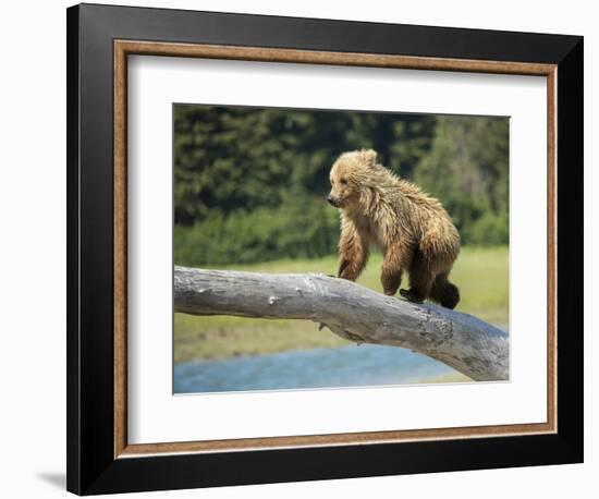 USA, Alaska, Grizzly Bear Cub-George Theodore-Framed Photographic Print