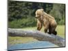 USA, Alaska, Grizzly Bear Cub-George Theodore-Mounted Photographic Print