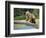 USA, Alaska, Grizzly Bear Cub-George Theodore-Framed Photographic Print