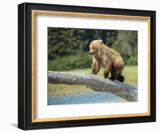 USA, Alaska, Grizzly Bear Cub-George Theodore-Framed Photographic Print