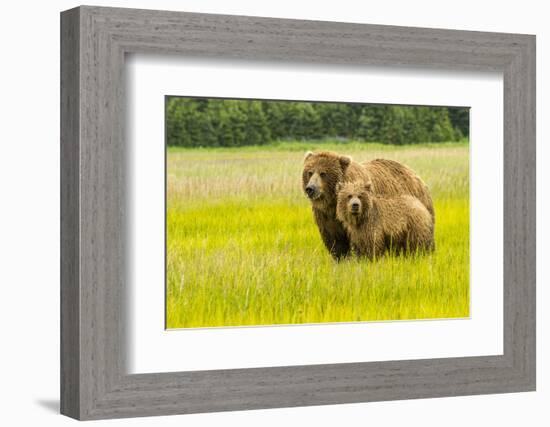 USA, Alaska, Grizzly Bear with Cub-George Theodore-Framed Photographic Print