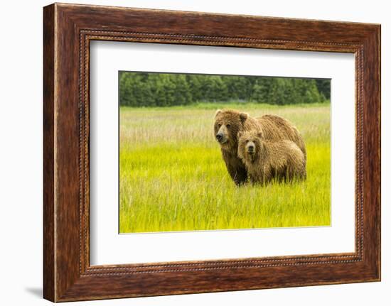 USA, Alaska, Grizzly Bear with Cub-George Theodore-Framed Photographic Print