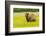 USA, Alaska, Grizzly Bear with Cub-George Theodore-Framed Photographic Print