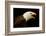 USA, Alaska. Haliaeetus leucocephalus, bald eagle portrait, captive.-David Slater-Framed Photographic Print