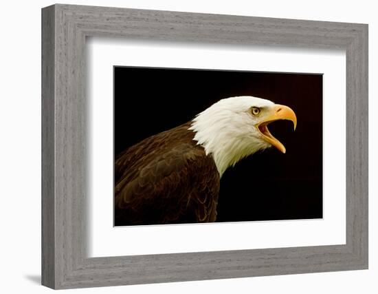 USA, Alaska. Haliaeetus leucocephalus, bald eagle portrait, captive.-David Slater-Framed Photographic Print