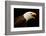 USA, Alaska. Haliaeetus leucocephalus, bald eagle portrait, captive.-David Slater-Framed Photographic Print