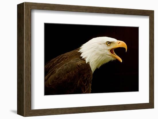 USA, Alaska. Haliaeetus leucocephalus, bald eagle portrait, captive.-David Slater-Framed Photographic Print