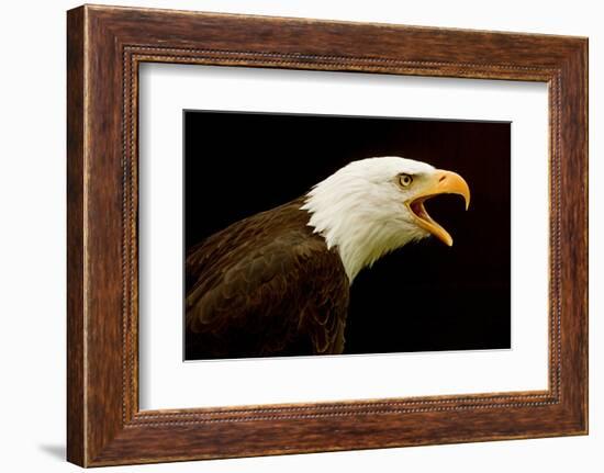 USA, Alaska. Haliaeetus leucocephalus, bald eagle portrait, captive.-David Slater-Framed Photographic Print